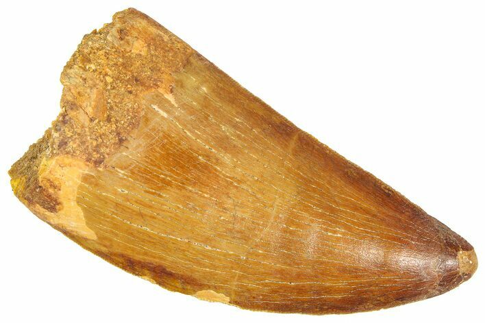 Serrated, Carcharodontosaurus Tooth - Real Dinosaur Tooth #364754